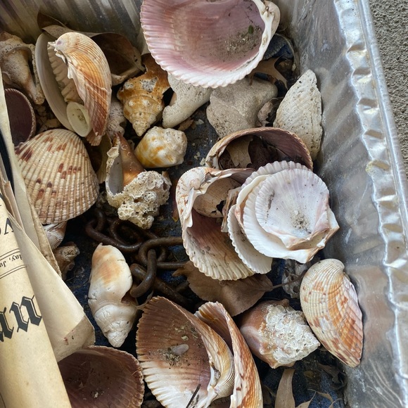 SANIBEL Shells (collected) Mixed Lots For Crafts - Picture 8 of 8